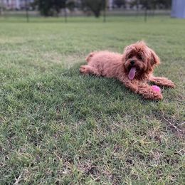 Cockapoo and Goldendoodle All Grown Up from Southern Belle Doodles