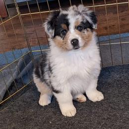 Australian Shepherd Puppies from 5280 Australian Shepherd