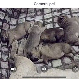 Chinese Shar-Pei puppies from CarPeiDiem Chinese Shar-Pei