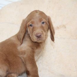 Toby - Gold male Labradoodle puppy in Apache Junction, Arizona from Loving Doodle