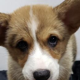 Pembroke Welsh Corgis from Margaret Rakos's Pembroke Welsh Corgis