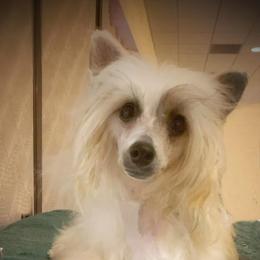 Chihuahua and Chinese Crested Puppies from Western Kentucky Chihuahua’s and Chinese Crested’s