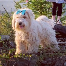 Taffy - Tibetan Terrier