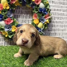Remy - Chocolate and cream male Dachshund puppy in Bald Knob, Arkansas from Victoria’s Dachshunds