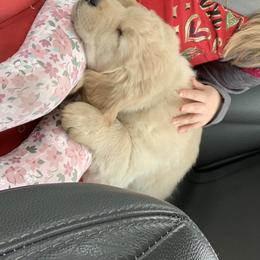 Goldendoodle and Golden Retriever Puppies from Mason Farm Goldens