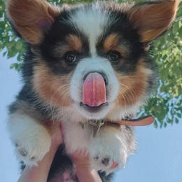 American Corgi and Pembroke Welsh Corgi Puppies from Tambali Corgis