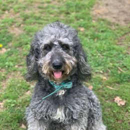 Bayleigh - Bernedoodle