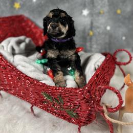 Purple - Phantom female Poodle puppy in Ponce De Leon, Florida from Above the Standard Dogs