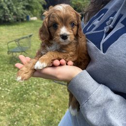Smaller boy - Apricot male Cavapoo puppy in Yacolt, Washington from Olga's Cavapoo