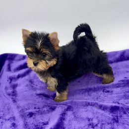 Penny - Black and tan female Yorkshire Terrier puppy in Sandy Hook, Kentucky from The Royal Yorkie Den