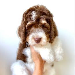 Cowboy - Tri-color male Bernedoodle puppy in Greeneville, Tennessee from My Two Doodles