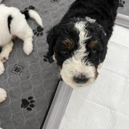 Bernedoodle Puppies from SoCal Bernedoodles