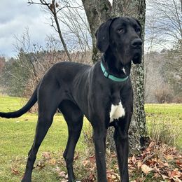 Aubrey - Great Dane