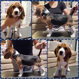 Beagles, Cardigan Welsh Corgis, and Pembroke Welsh Corgis from Nukee Beagles and Corgis
