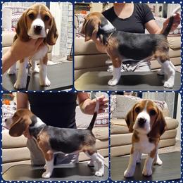 Beagles, Cardigan Welsh Corgis, and Pembroke Welsh Corgis from Nukee Beagles and Corgis