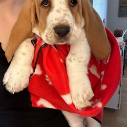 Basset Hound Puppies from Blessed Bassets