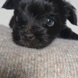 Chauncey - Liver male Yorkshire Terrier puppy in Jacksonville, Florida from Ja'Dor Yorkies