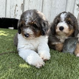 Bernedoodle and Goldendoodle Puppies from Country Hills Doodles