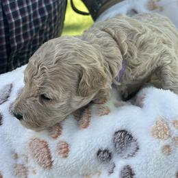 Miss Vanilla - Brown female Bernedoodle puppy in Cody, Wyoming from Yellowstone Breeders