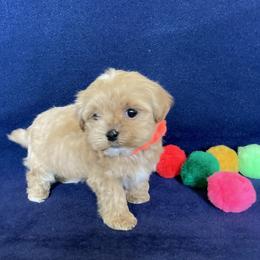 Havanese Puppies from LUCKY HAVANESE