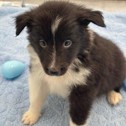 Girl 3 - Black and white female Shetland Sheepdog puppy in Pensacola, Florida from Nancy Barger's Siberian Huskies
