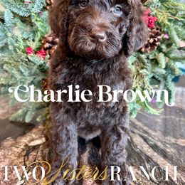 Charlie Brown - male Newfypoo puppy in Jackson, Missouri from Two Sisters Ranch, LLC