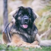 Leonberger All Grown Up from Water’s Edge Leonbergers