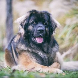 Leonberger All Grown Up from Water’s Edge Leonbergers