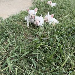 French Bulldog puppies from OG’s Frenchies