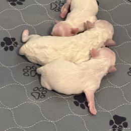 Ruby - White and buff female Bichon Frise puppy in Lavon, Texas from Sissy’s Heavenly Paws