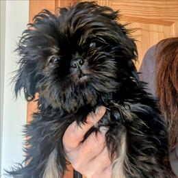 Dobie Boy 1 - Black and tan male Shih Tzu puppy in Surry, Maine from McKayla Hairston