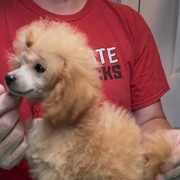 AKC Champion Sired Teacup Tiny Gigi DNA Tested OFA Certified Bloodlines - Apricot female Poodle puppy in Jacksonville, Alabama from Abounding Poodles