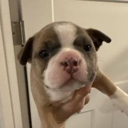 Chinook - Blue male Boston Terrier puppy in Monroe, Washington from Nordkyn Boston Terriers