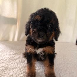 Mango - Phantom female Goldendoodle puppy in Luana, Iowa from Country View Bernedoodles and Goldendoodles