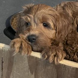 Goldendoodle Puppies from Schaefer Acres Doodles and Shepherds