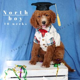 North (RED Collar) - Goldendoodle puppy from Fluffy Puppy Mini Doodles LLC