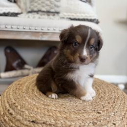 RUSTY - Red tri-color male Australian Shepherd puppy in Pendleton, Oregon from High West Aussies