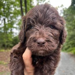 Reno - Chocolate male Goldendoodle puppy in New Ringgold, Pennsylvania from Hawk Mountain Doodles