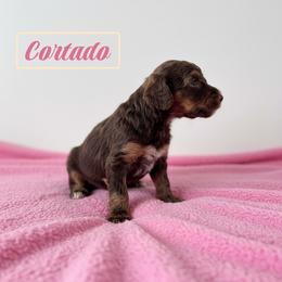 Cortado - Sable female Poodle puppy in Ellenburg Center, New York from Kristin's Puppies