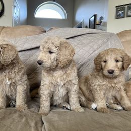 Goldendoodle Puppies from Goldendoodles of Anchor Bay