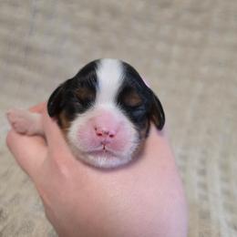 AKC Girl - Tri-color female Cavalier King Charles Spaniel puppy in Bonney Lake, Washington from House of Happy Cavaliers