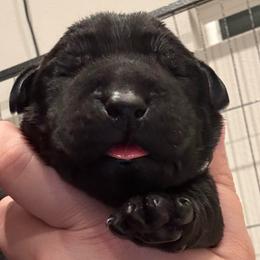 Silver boy - Black male Labrador Retriever puppy in Murrieta, California from The Golden Leash Kennels