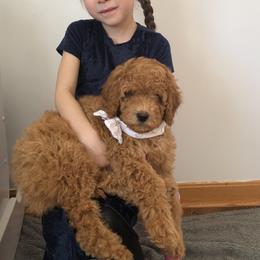 Cavalier King Charles Spaniel, Cavapoochon, and Goldendoodle Puppies from Timshell Farm: Specialty Crossbreed Puppies