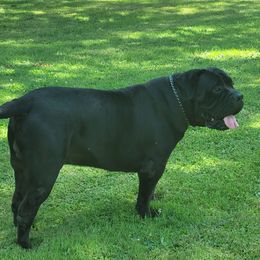 Polly - Boerboel