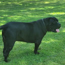 Polly - Boerboel