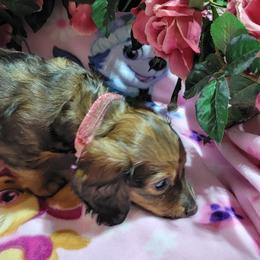 Dachshund Puppies from CLARK'S BREEDING PROGRAM