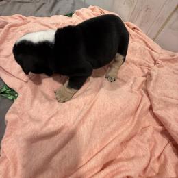 Bulldog Puppies from Bulldog's 4 Brothers