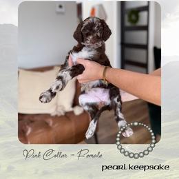 Pearl Keepsake - Merle female Goldendoodle puppy in Garland, Texas from Twilight Doodles