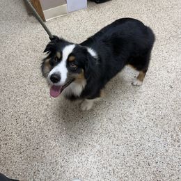Boba - Black tri female Miniature Australian Shepherd puppy in Chickasha, Oklahoma from Rustic Lace