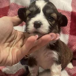 Pembroke Welsh Corgis from Royal Diamond Corgis